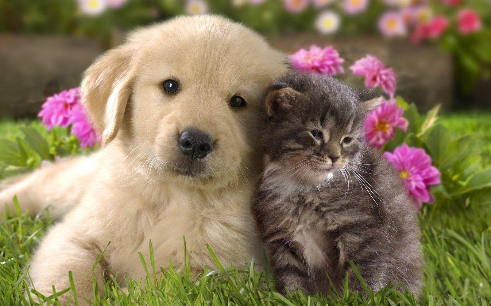 Cute Cats And DogsWallpapers