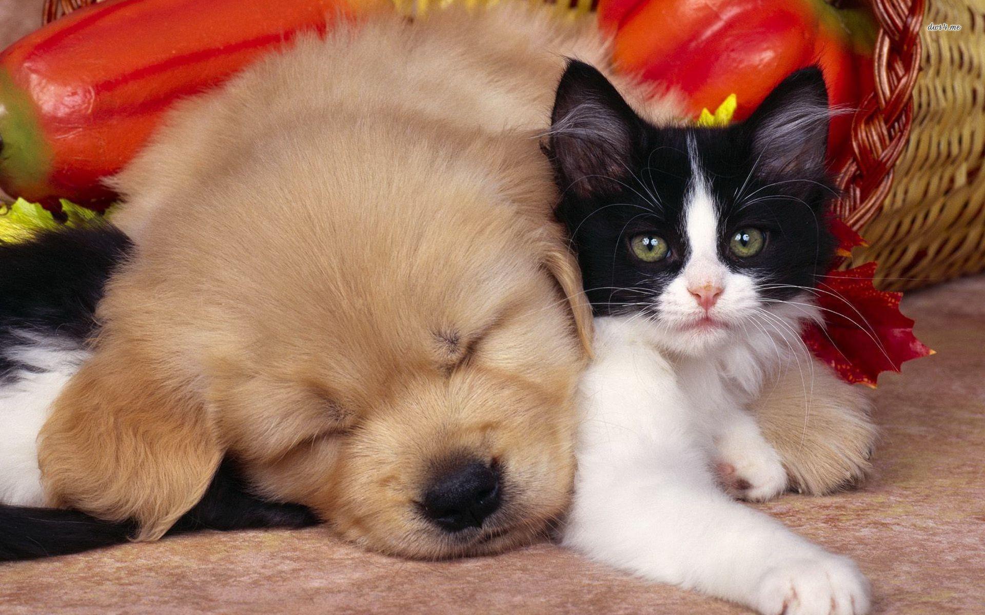 Cute Cats And DogsWallpapers
