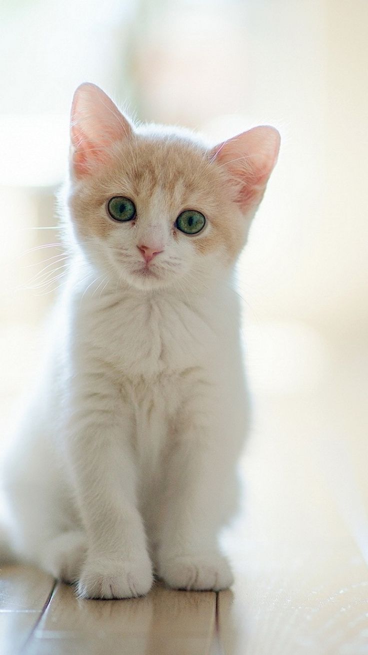 Cute Cats And Kittens Wallpapers