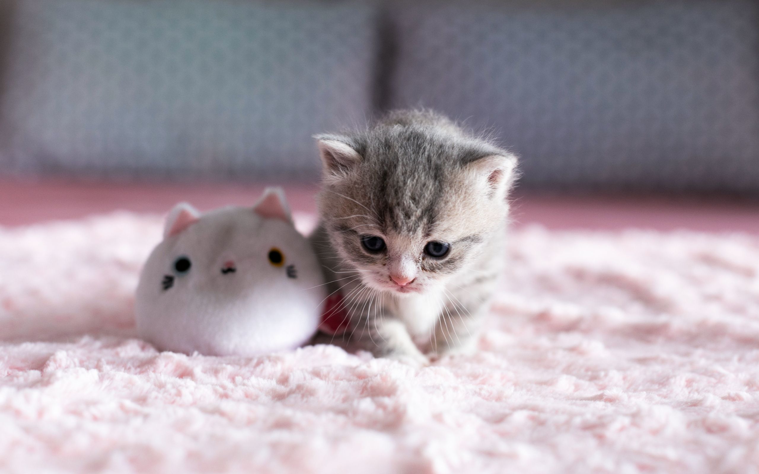 Cute Cats And Kittens Wallpapers