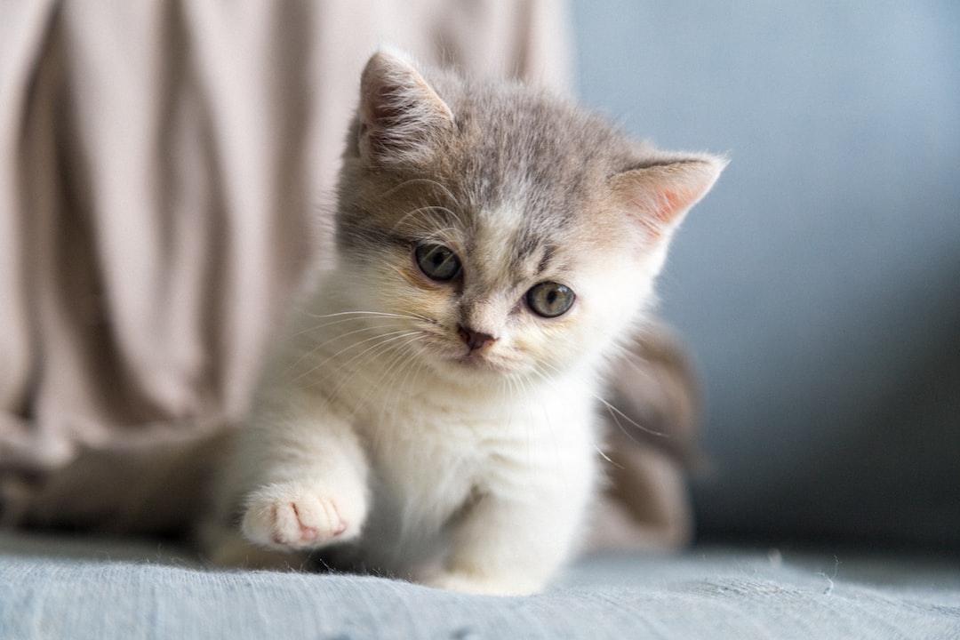 Cute Cats And Kittens Wallpapers