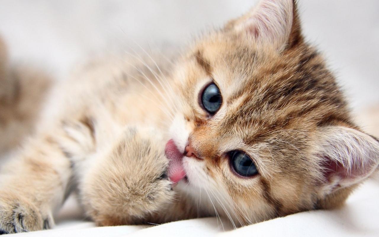 Cute Cats And Kittens Wallpapers