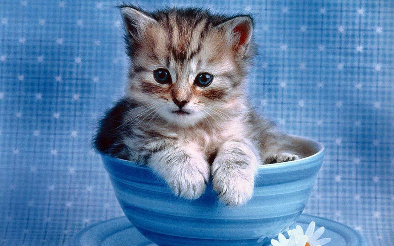 Cute Cats And Kittens Wallpapers