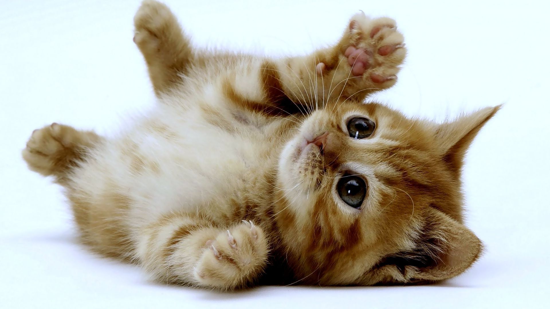 Cute Cats And Kittens Wallpapers