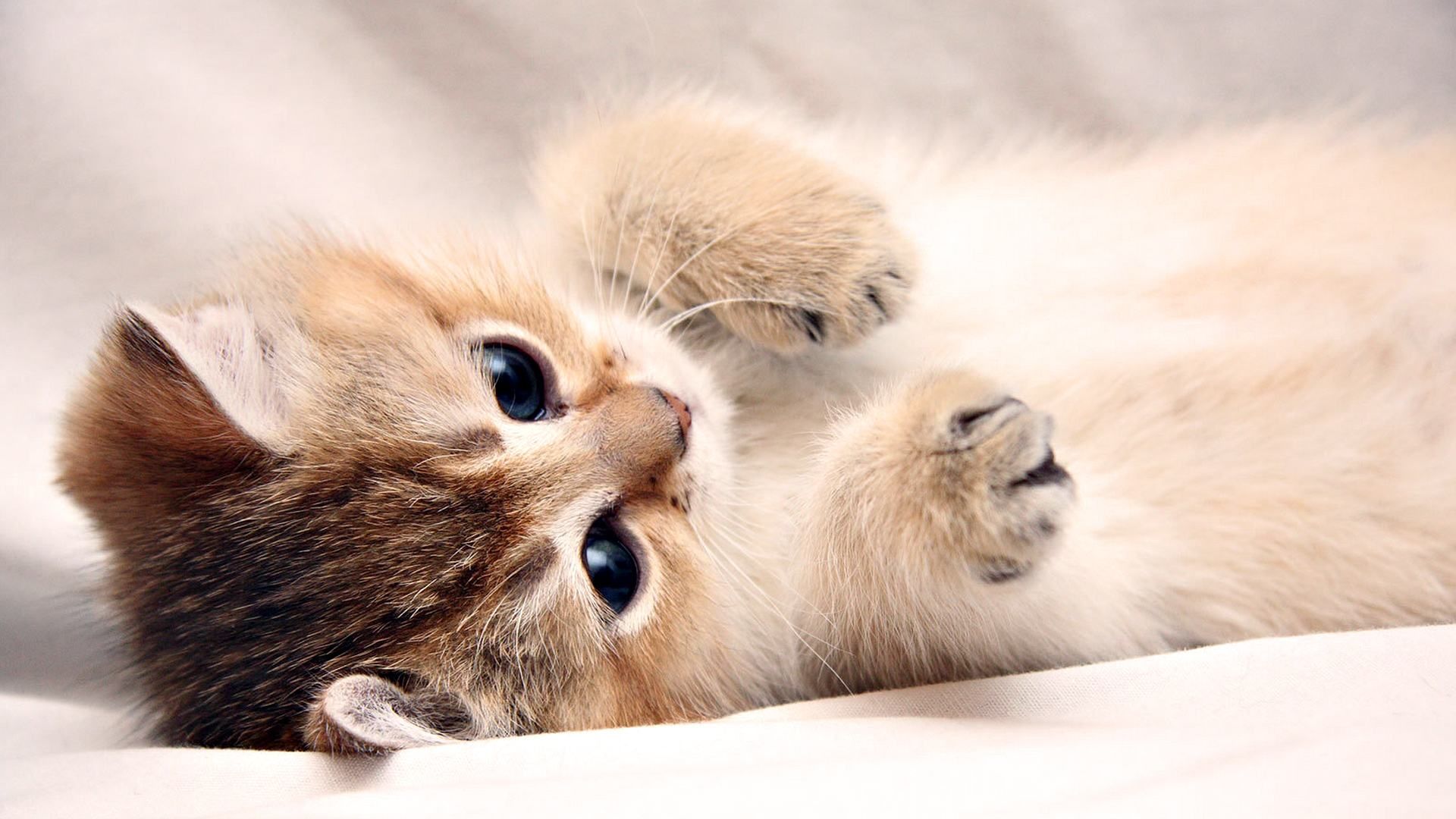 Cute Cats And Kittens Wallpapers