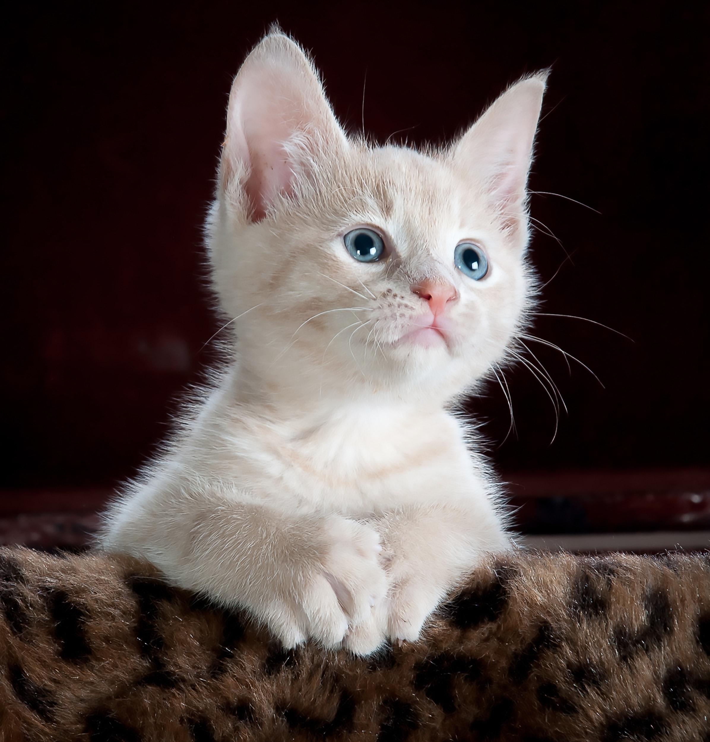 Cute Cats And Kittens Wallpapers