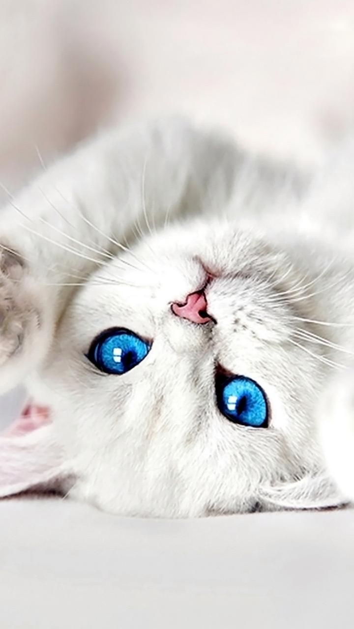 Cute Cats And Kittens Wallpapers