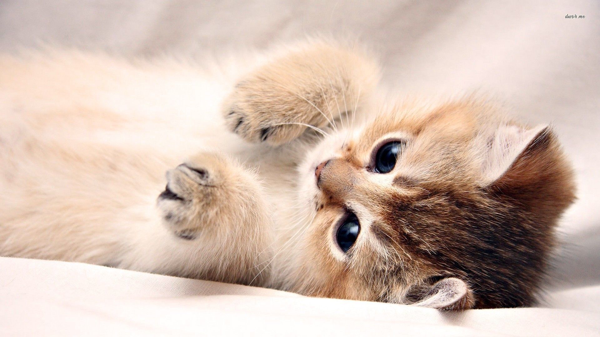 Cute Cats And Kittens Wallpapers