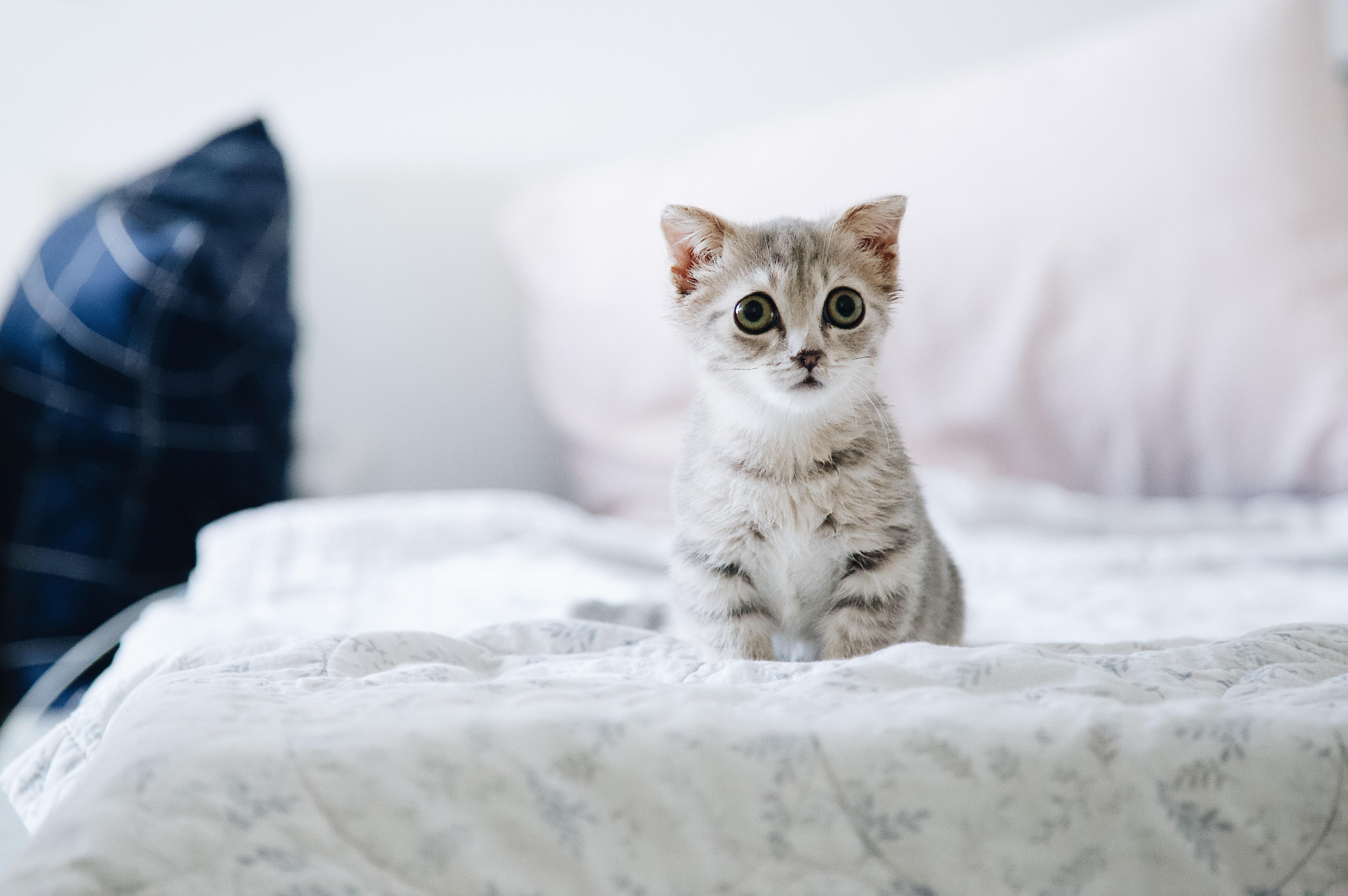 Cute Cats And Kittens Wallpapers