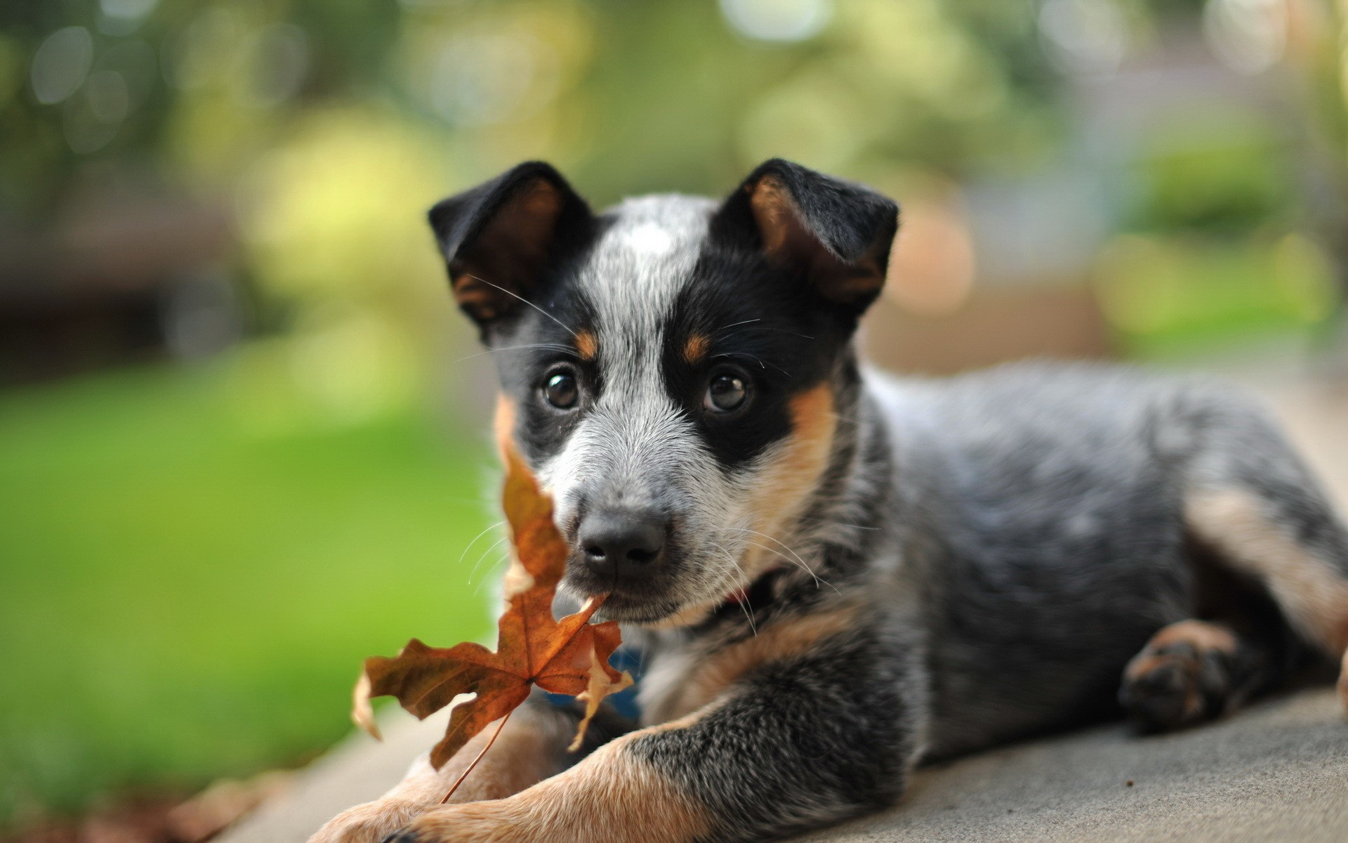 Cute Cattle Dog Wallpapers