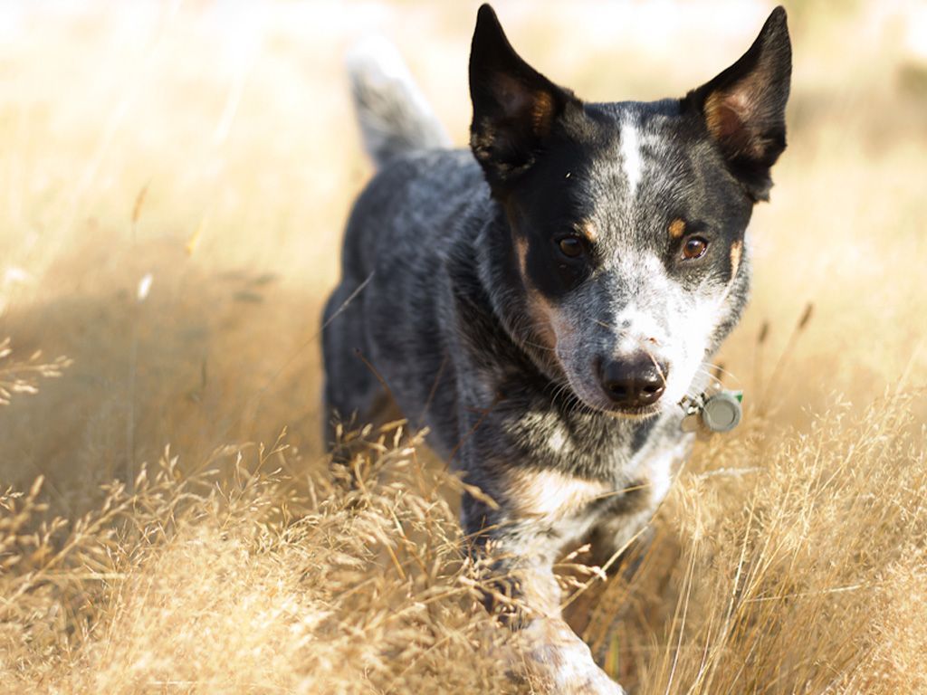 Cute Cattle Dog Wallpapers