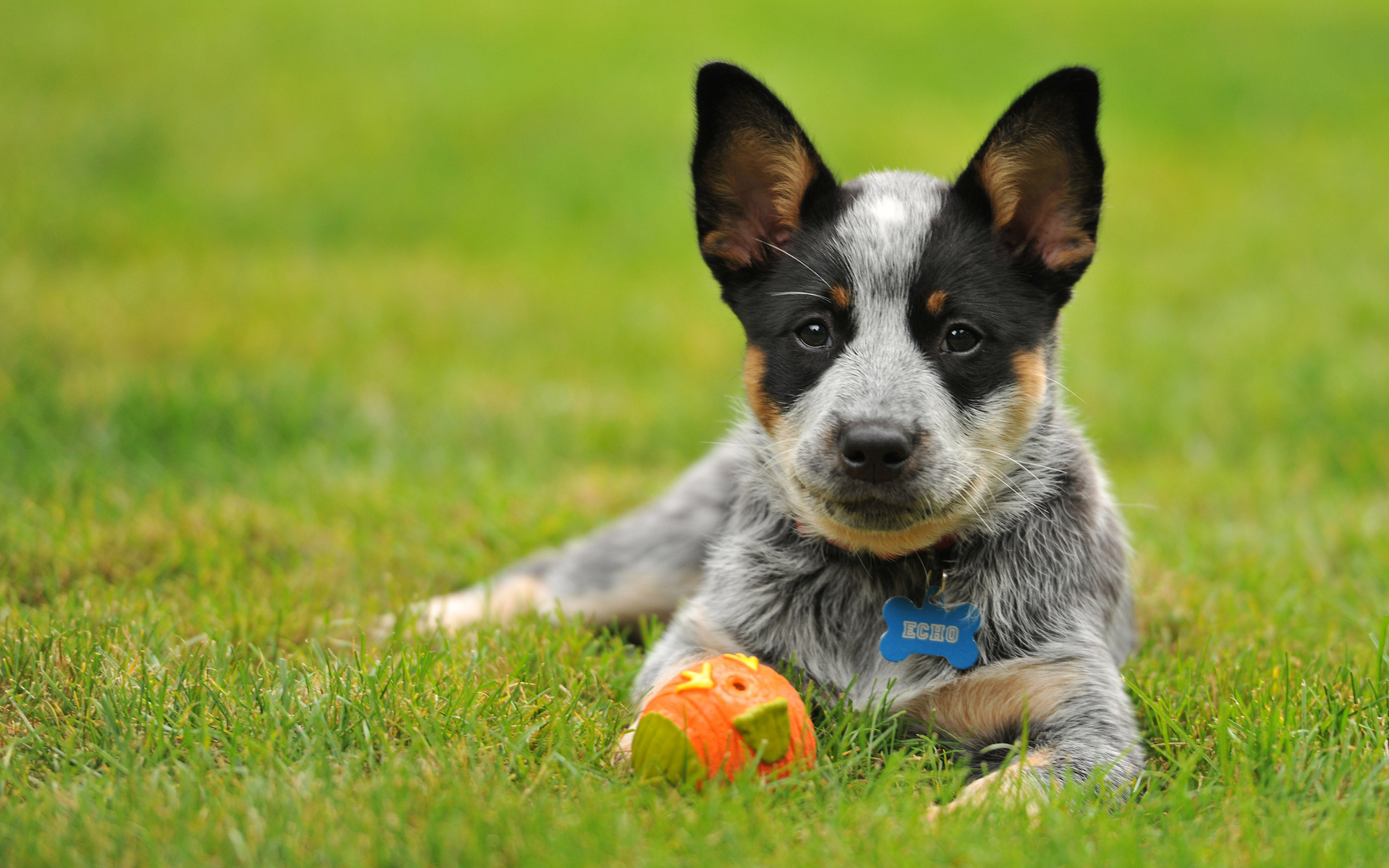 Cute Cattle Dog Wallpapers