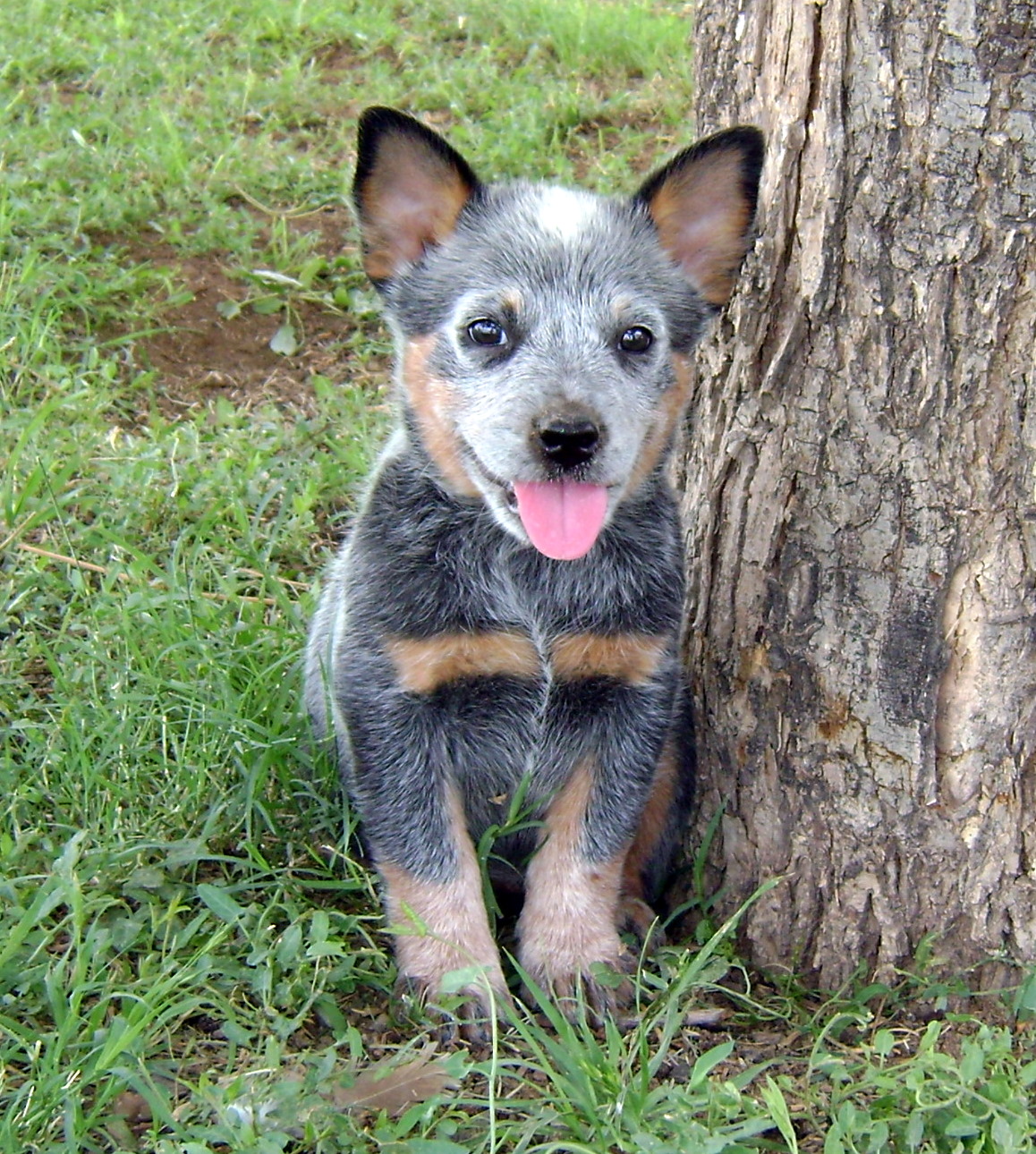 Cute Cattle Dog Wallpapers