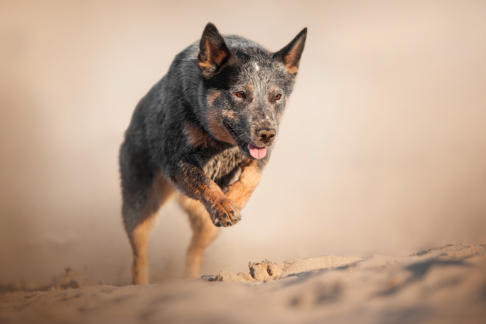 Cute Cattle Dog Wallpapers