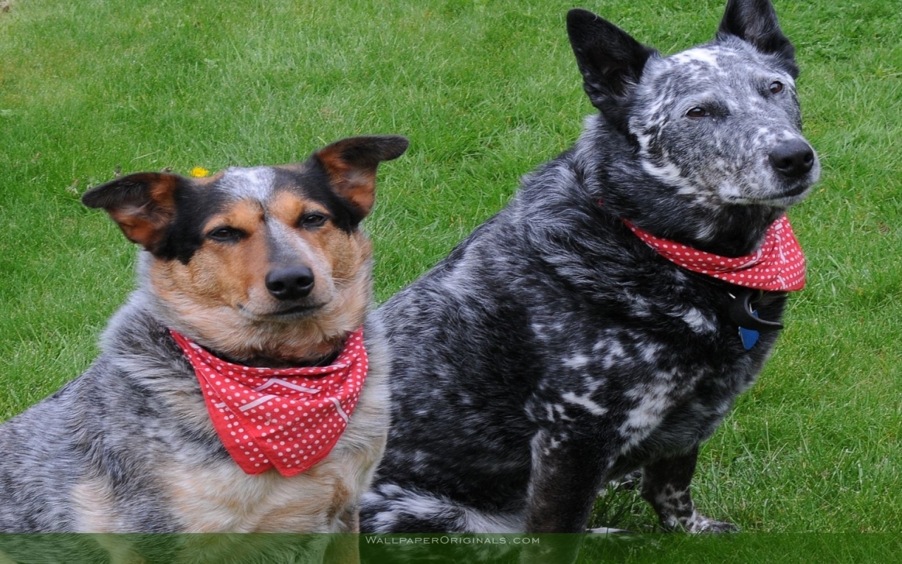 Cute Cattle Dog Wallpapers