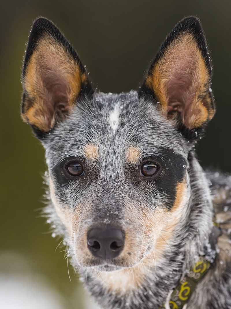 Cute Cattle Dog Wallpapers