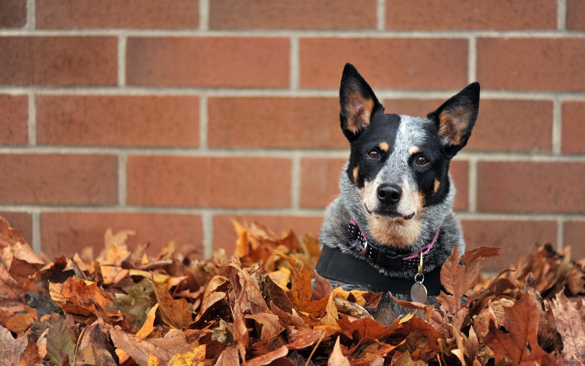 Cute Cattle Dog Wallpapers