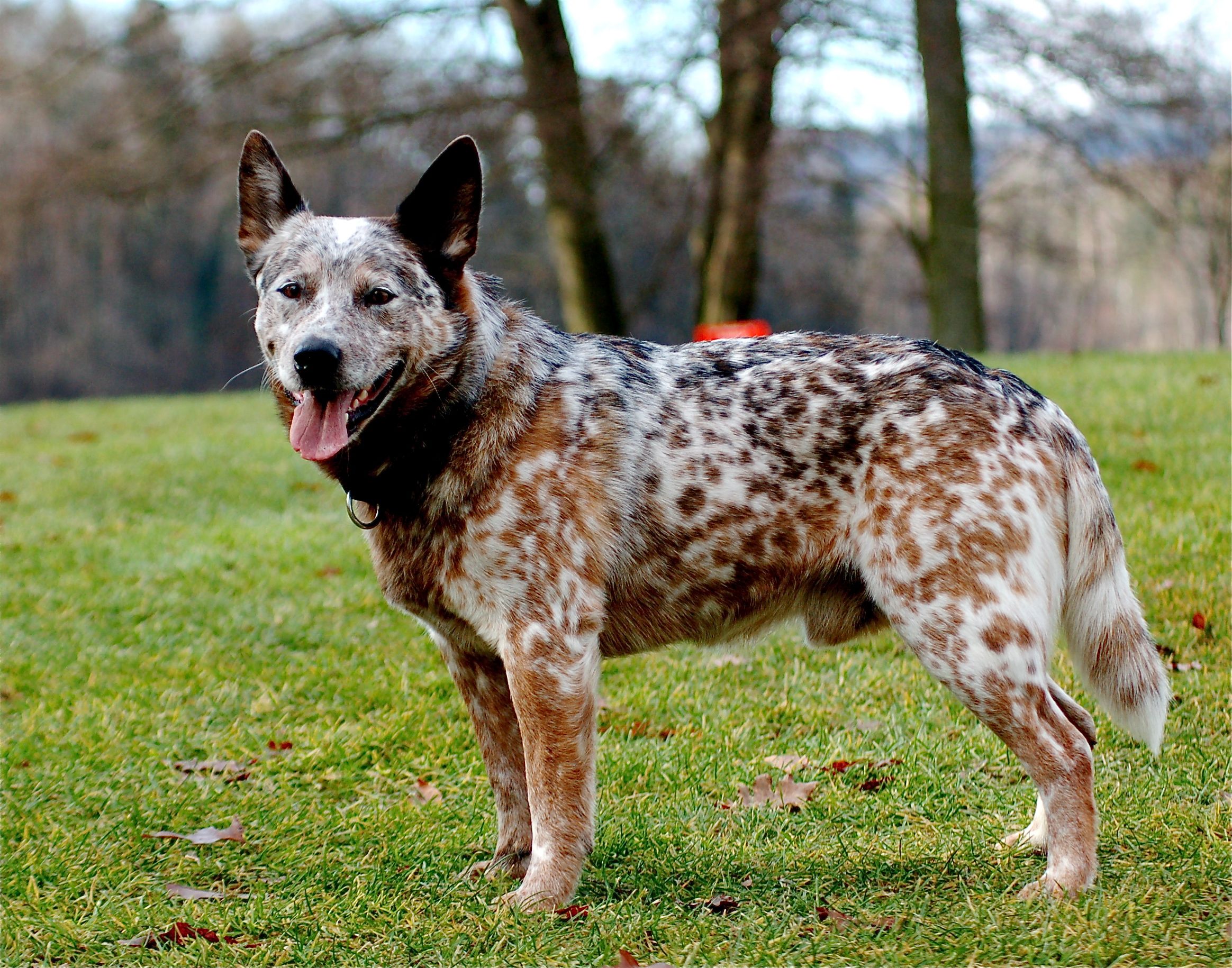 Cute Cattle Dog Wallpapers