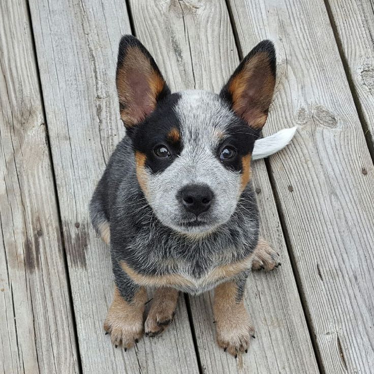 Cute Cattle Dog Wallpapers