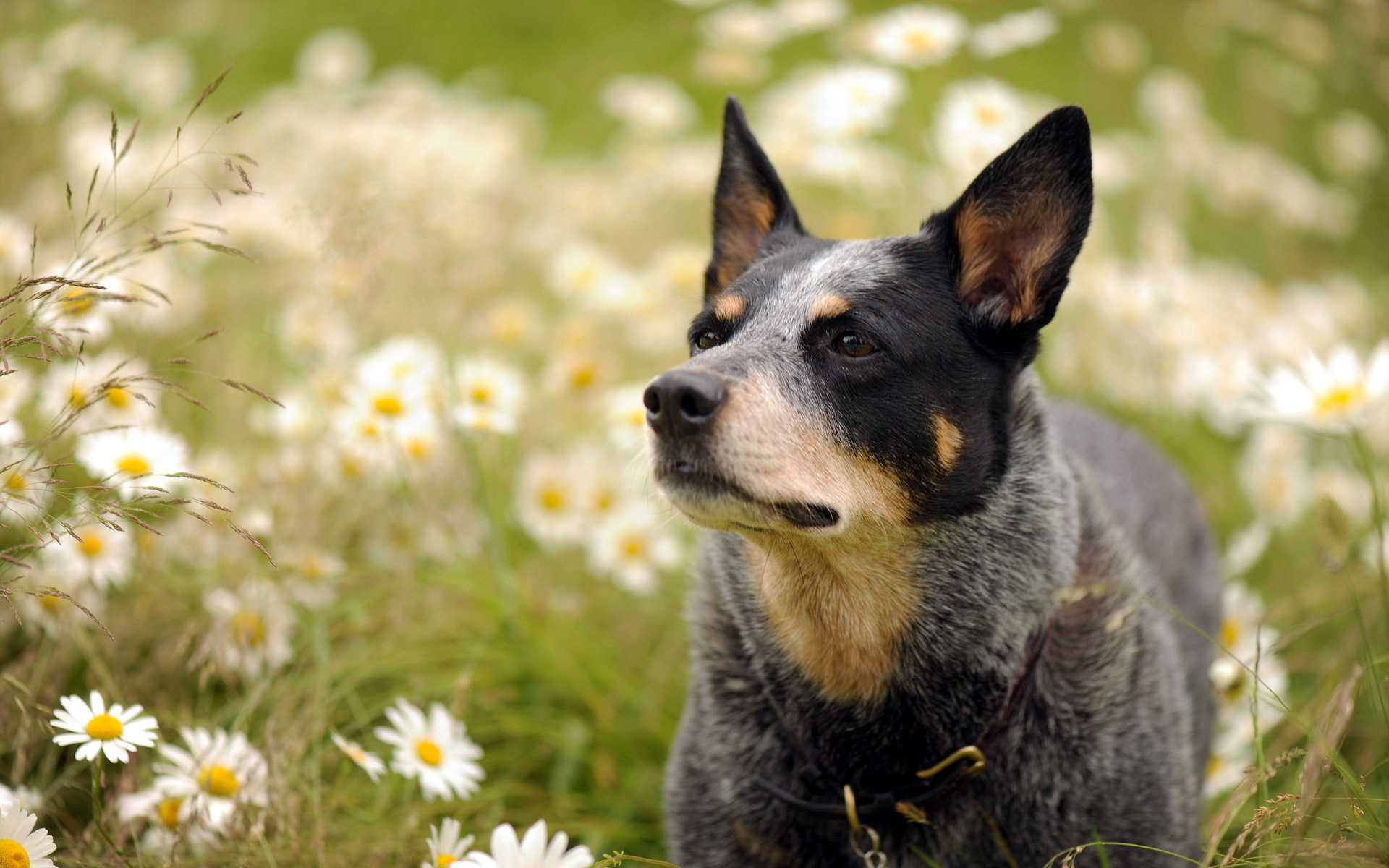 Cute Cattle Dog Wallpapers