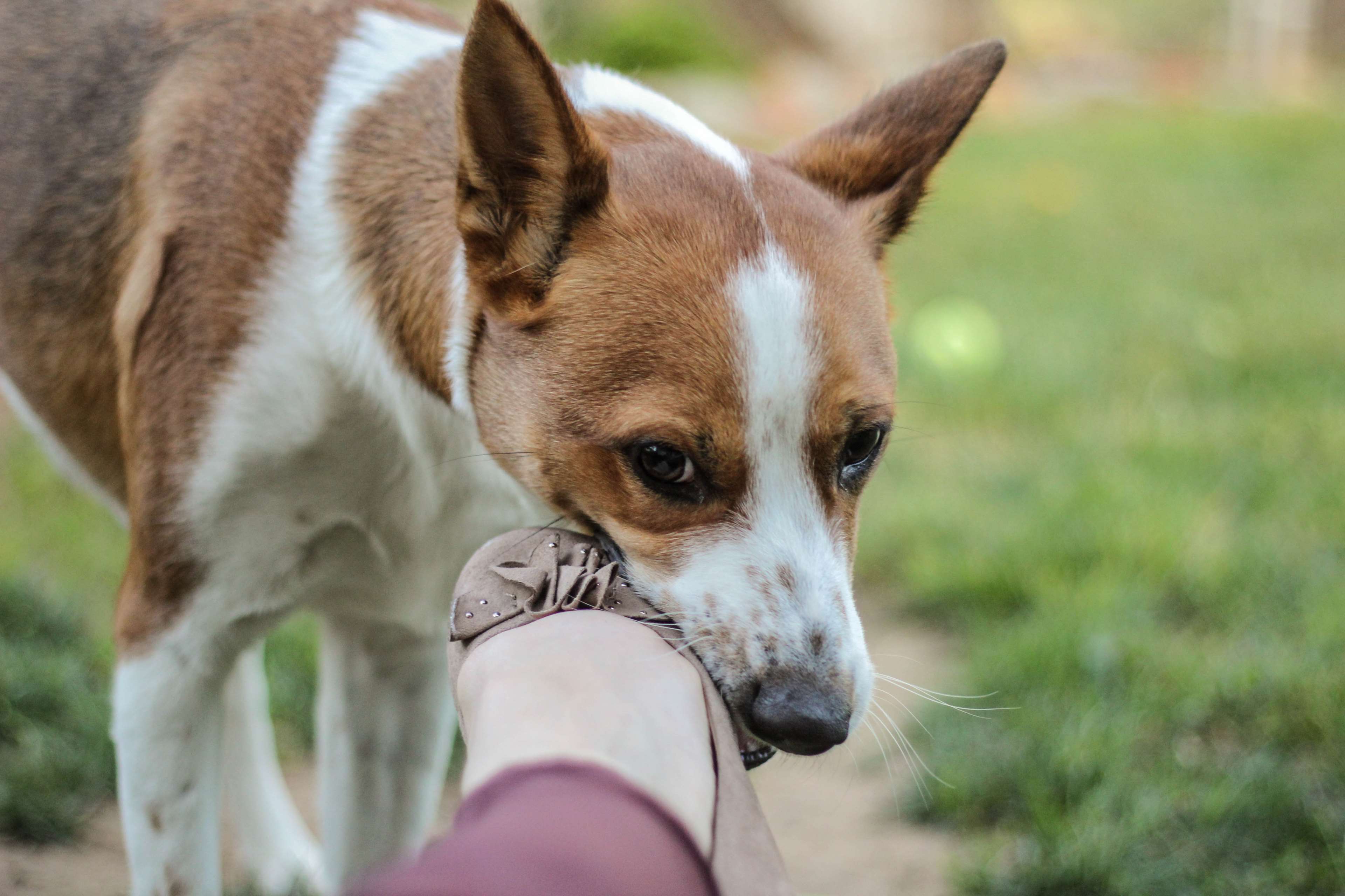 Cute Cattle Dog Wallpapers