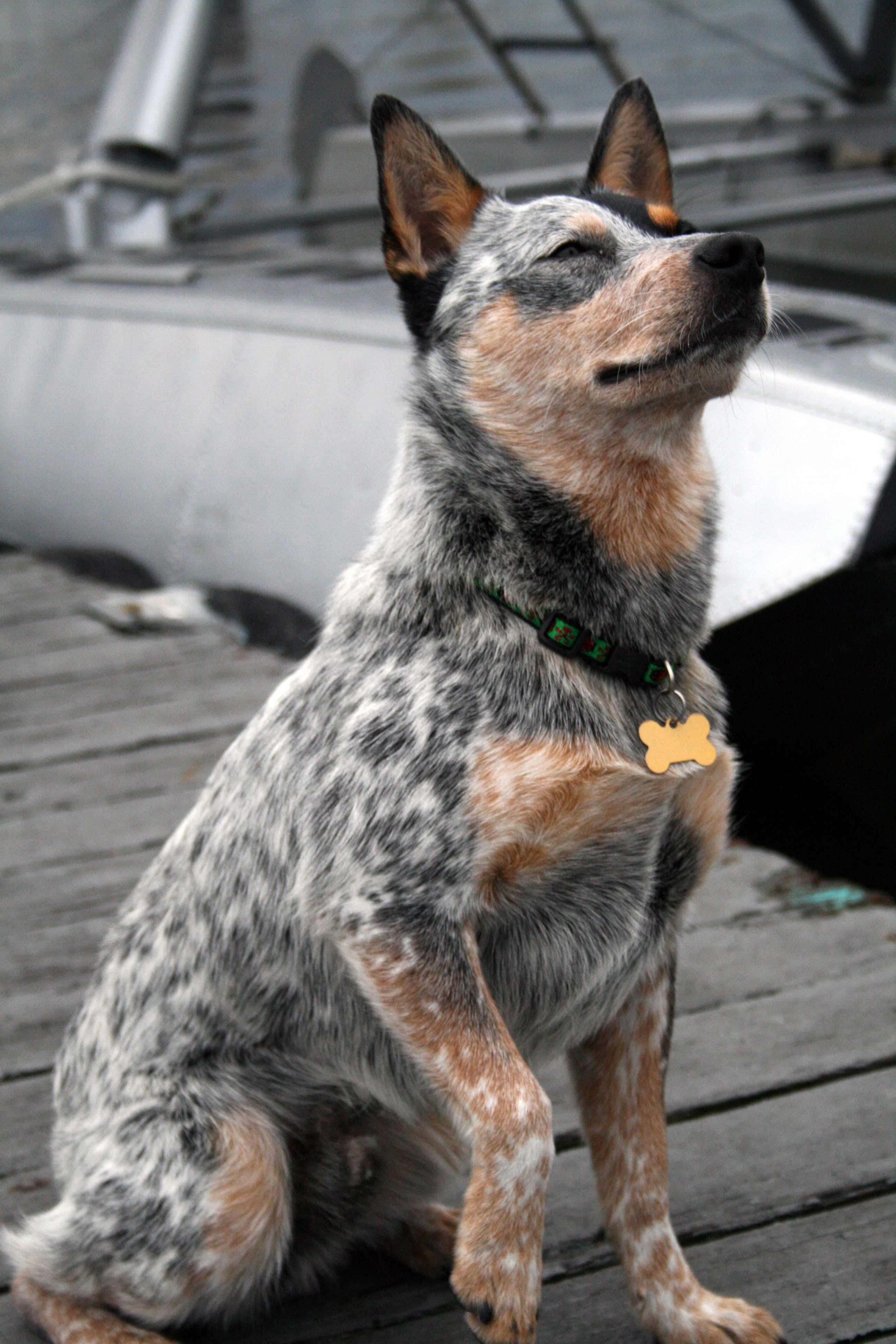 Cute Cattle Dog Wallpapers