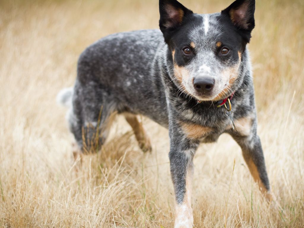 Cute Cattle Dog Wallpapers