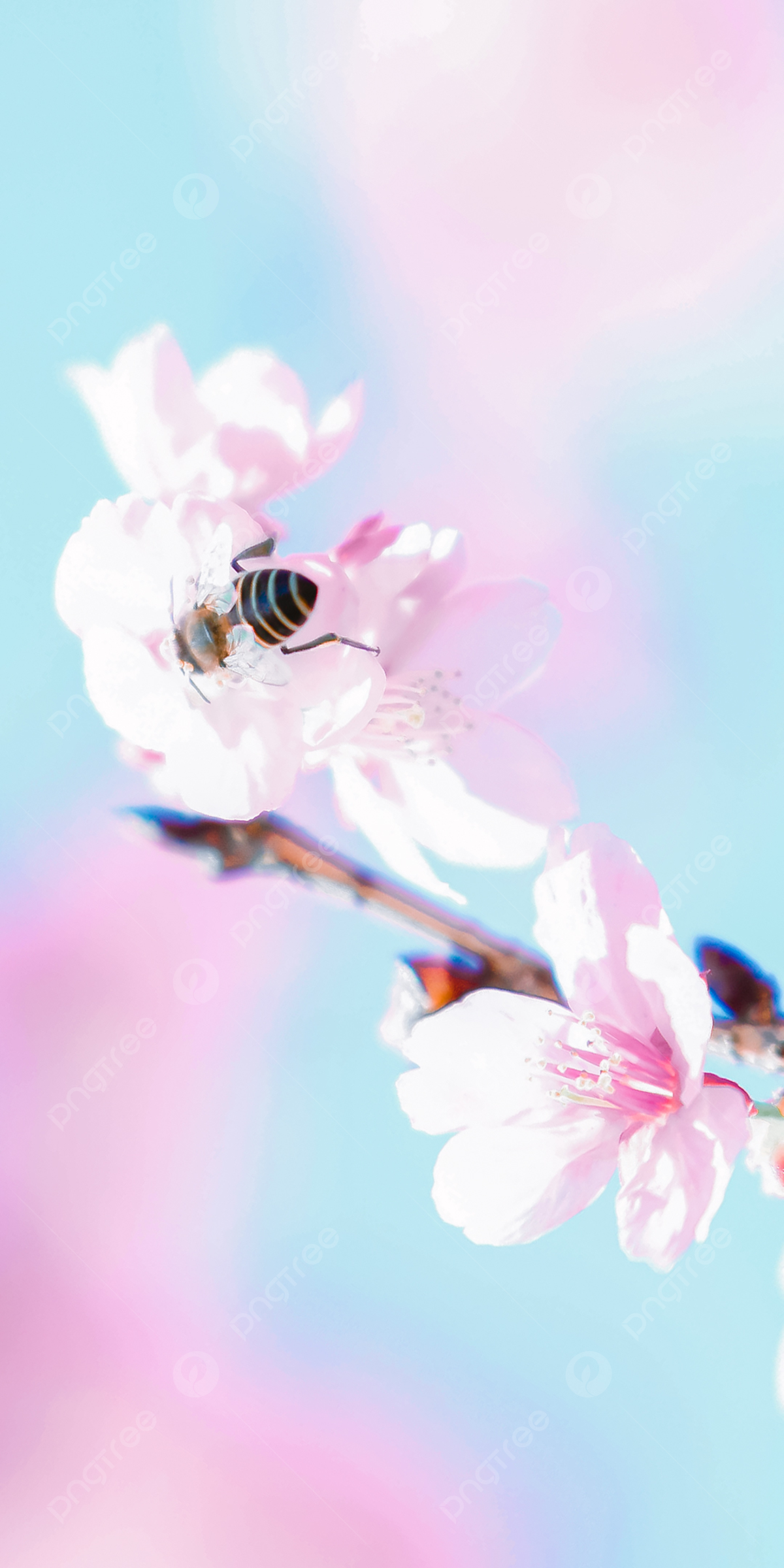 Cute Cherry Blossom Wallpapers