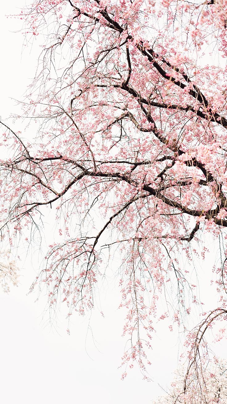 Cute Cherry Blossom Wallpapers
