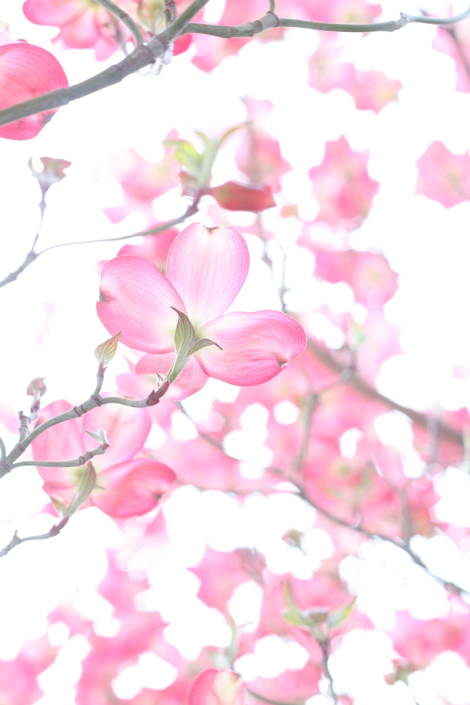 Cute Cherry Blossom Wallpapers