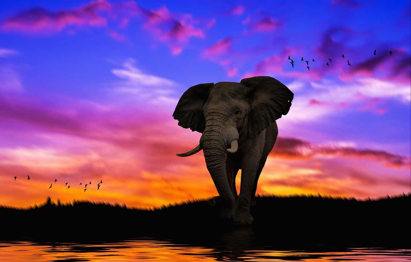 Cute Colorful Elephant Wallpapers