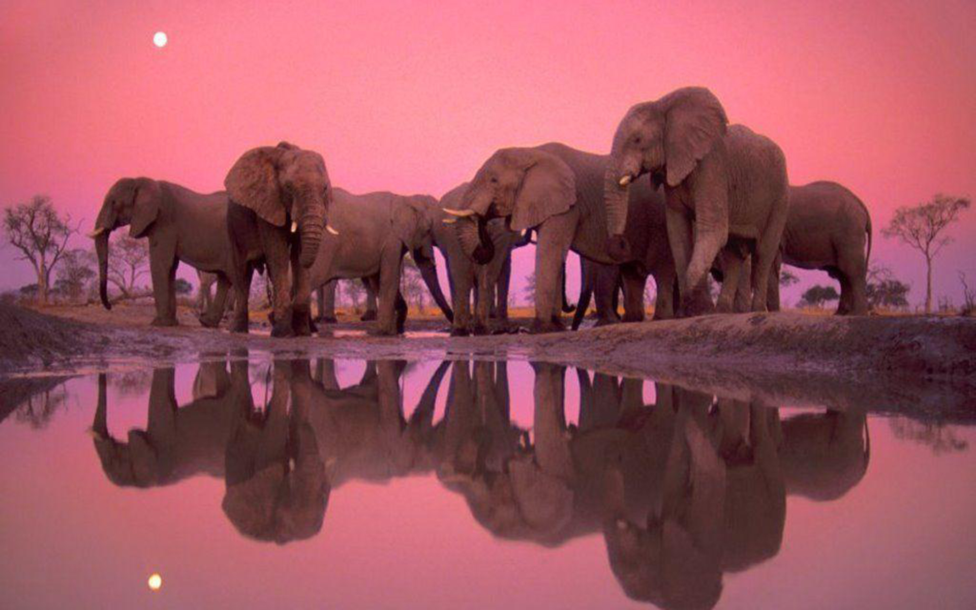 Cute Colorful Elephant Wallpapers