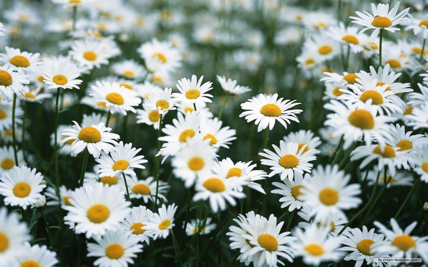 Cute Daisy Wallpapers