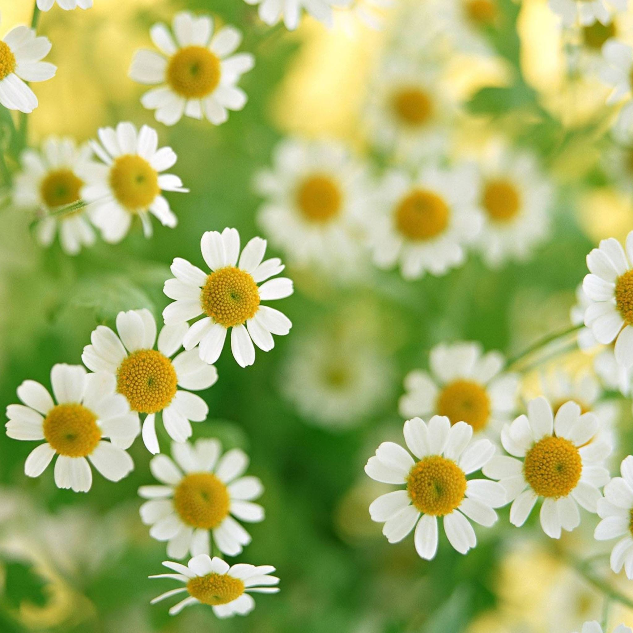 Cute Daisy Wallpapers