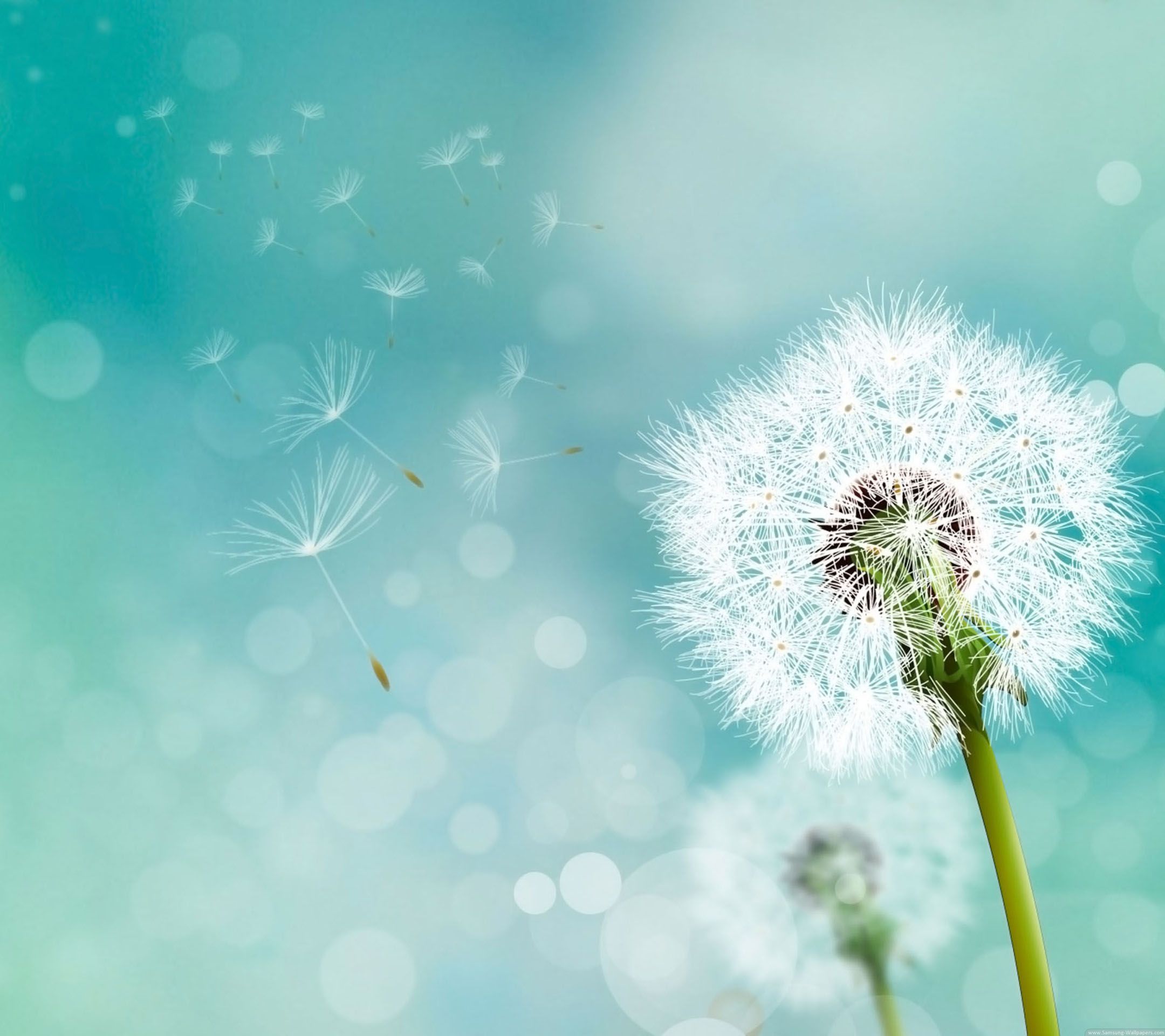 Cute Dandelion Wallpapers