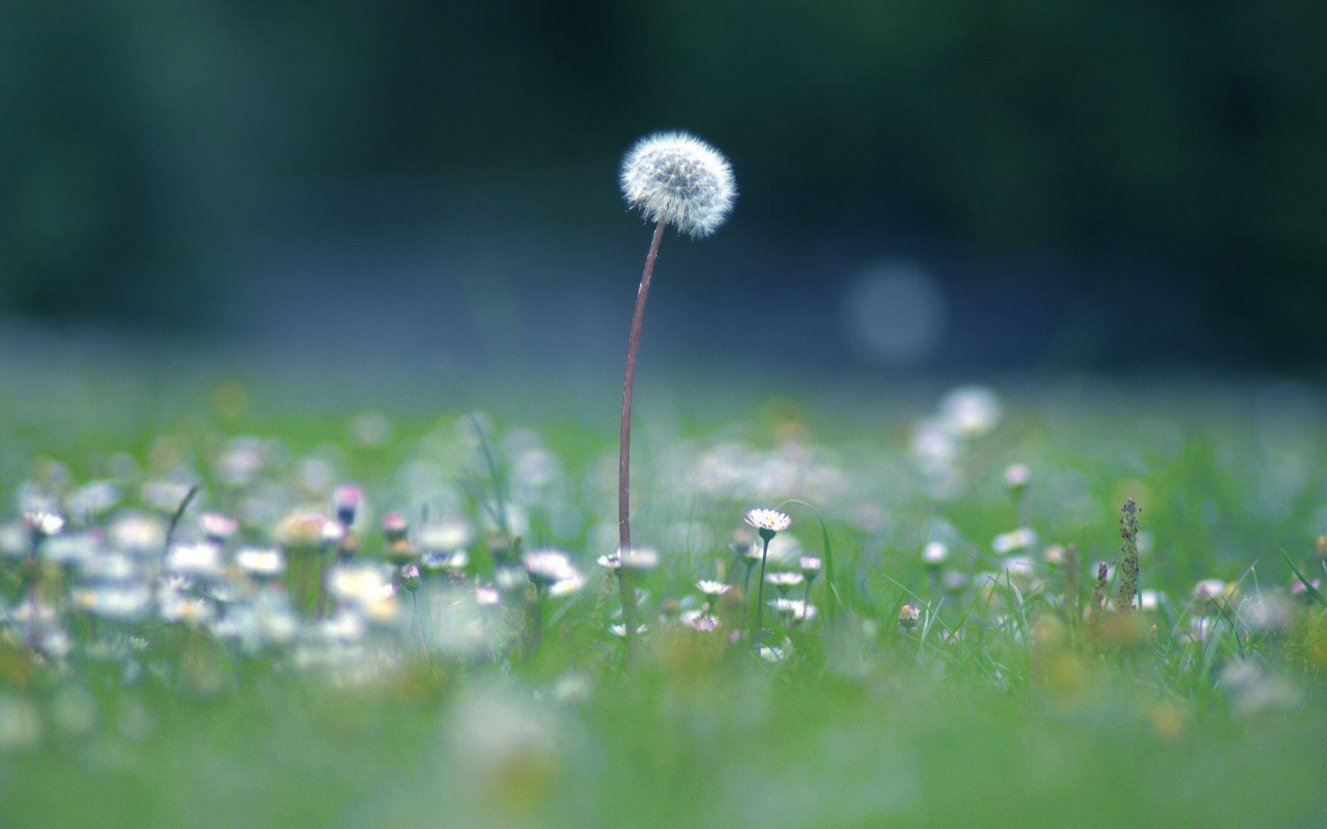 Cute Dandelion Wallpapers