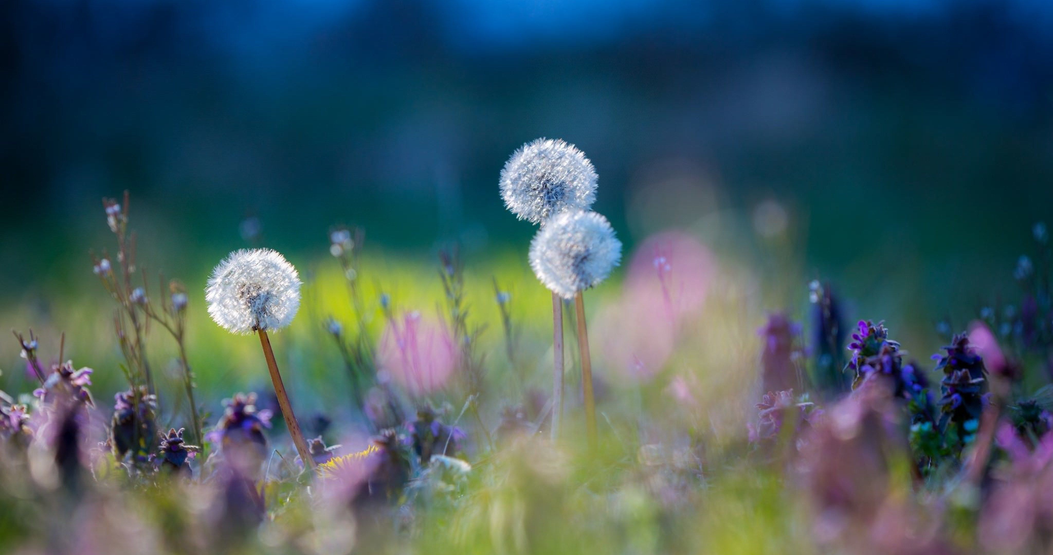 Cute Dandelion Wallpapers