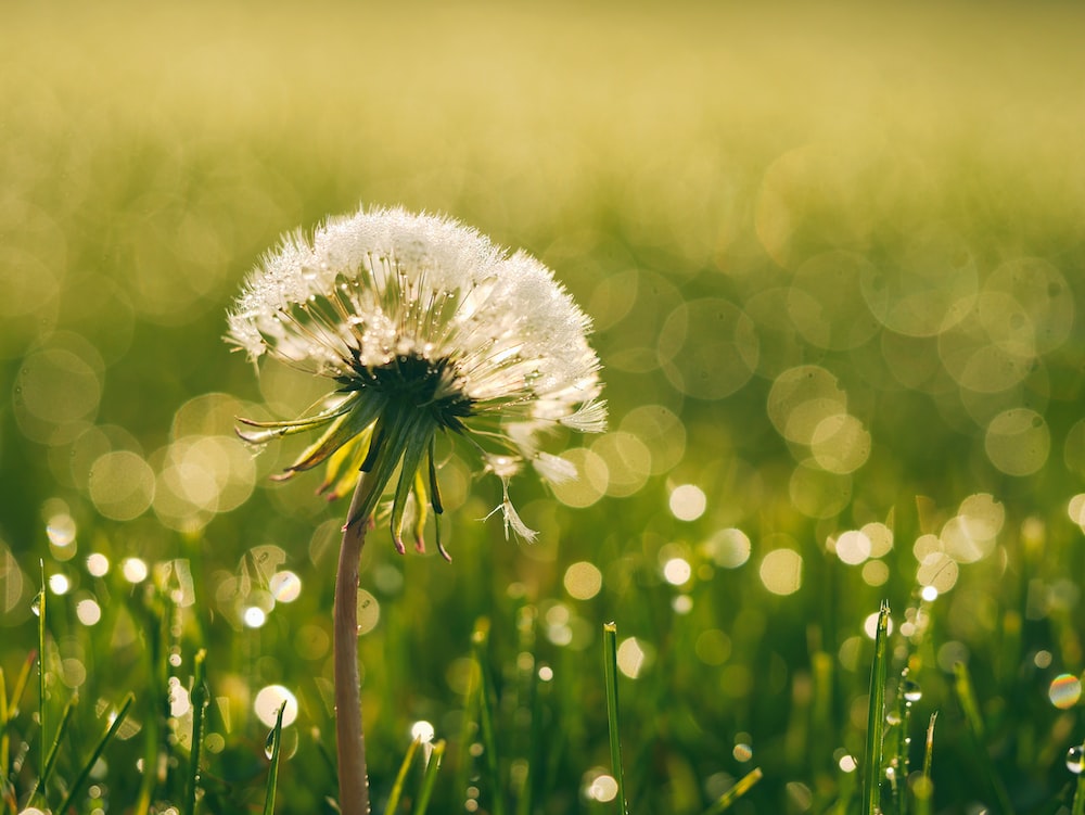 Cute Dandelion Wallpapers