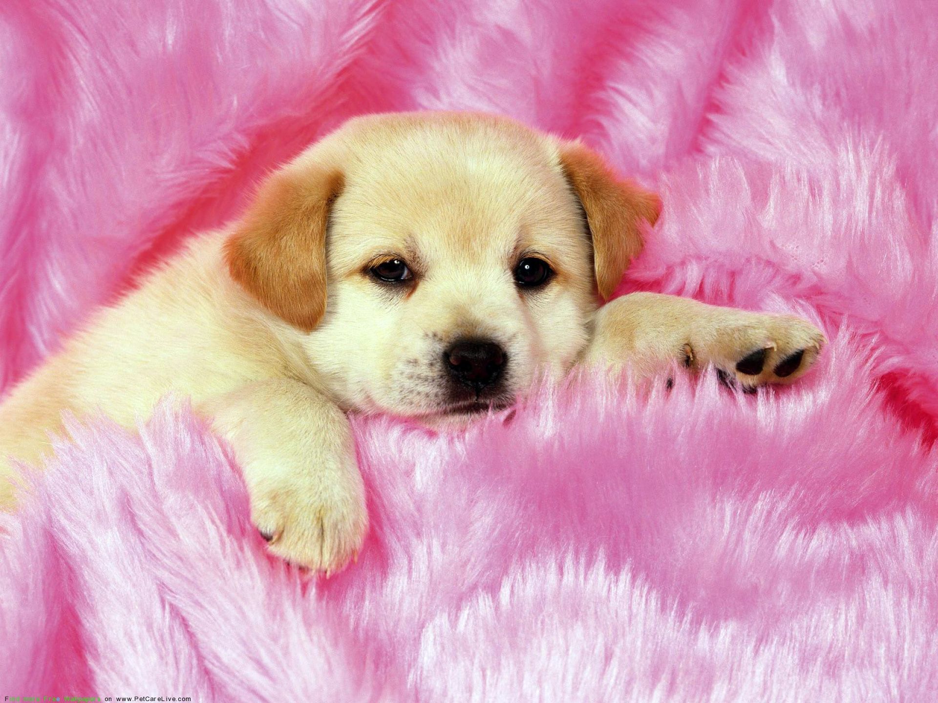 Cute Dog Wallpapers