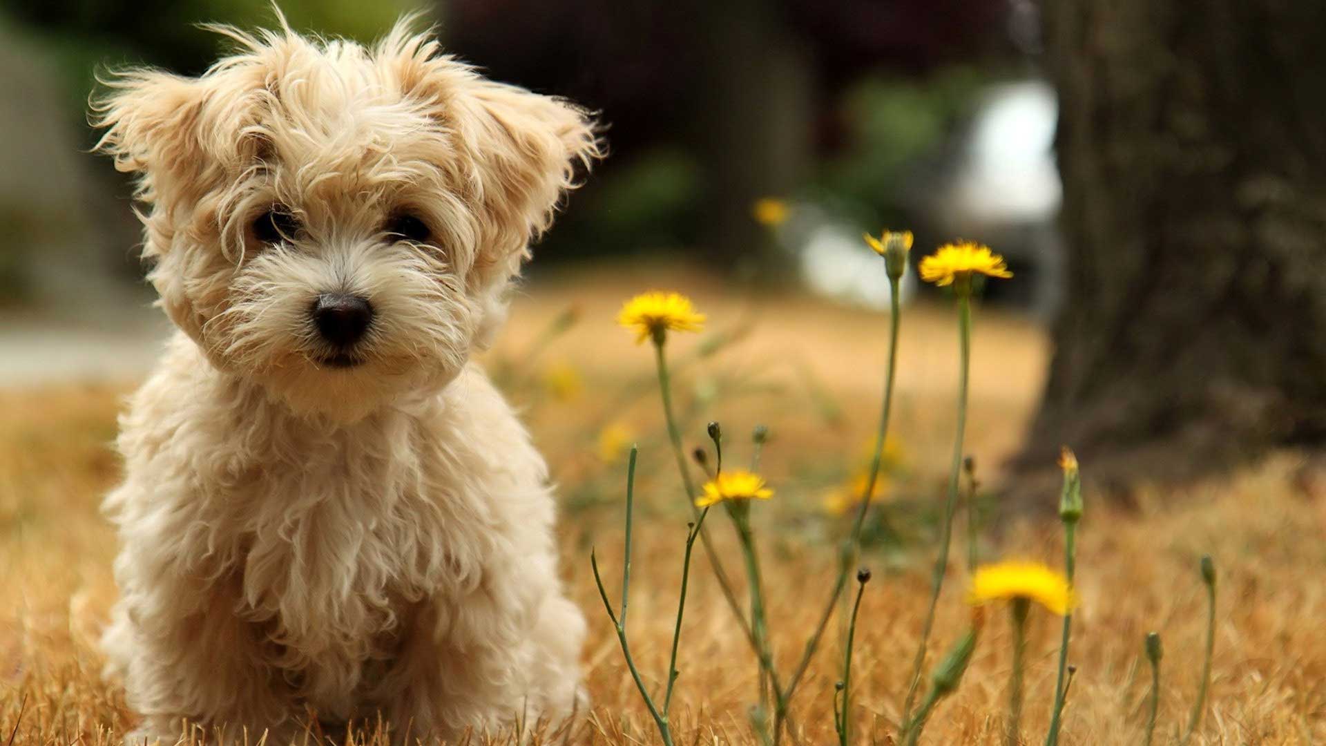 Cute Dog Wallpapers