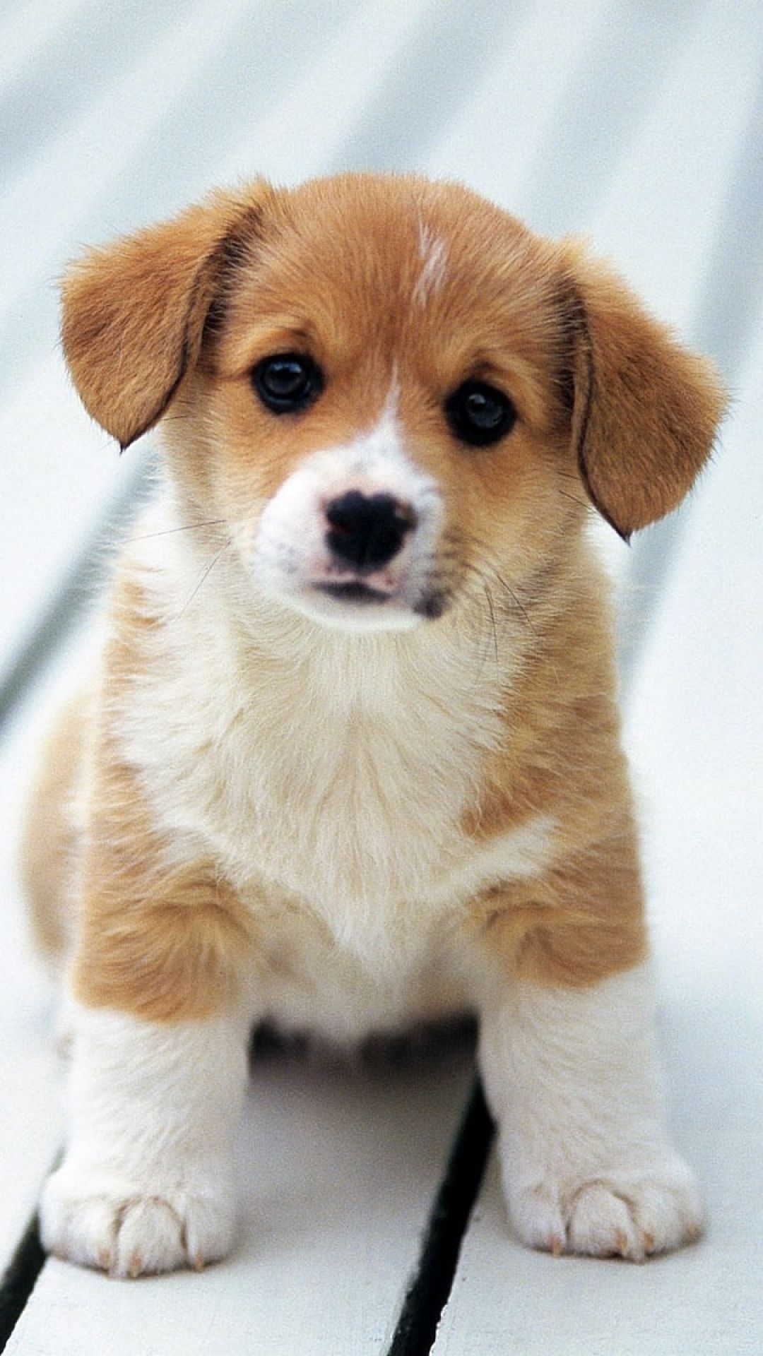 Cute Dog Phone Wallpapers