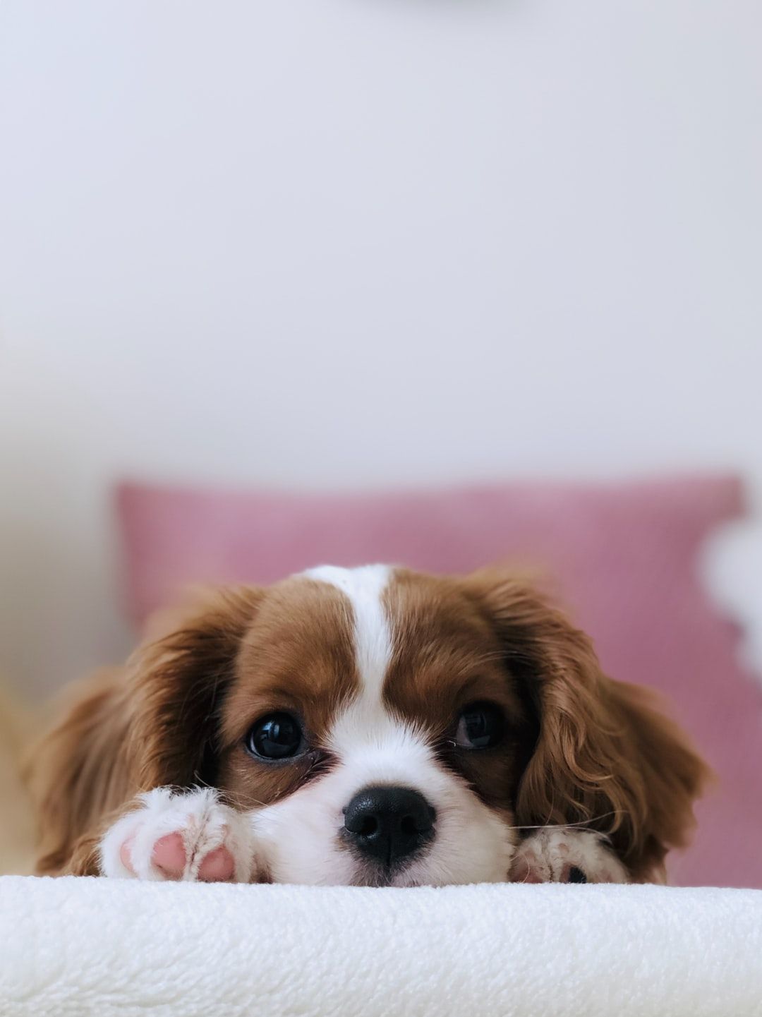 Cute Dog Phone Wallpapers