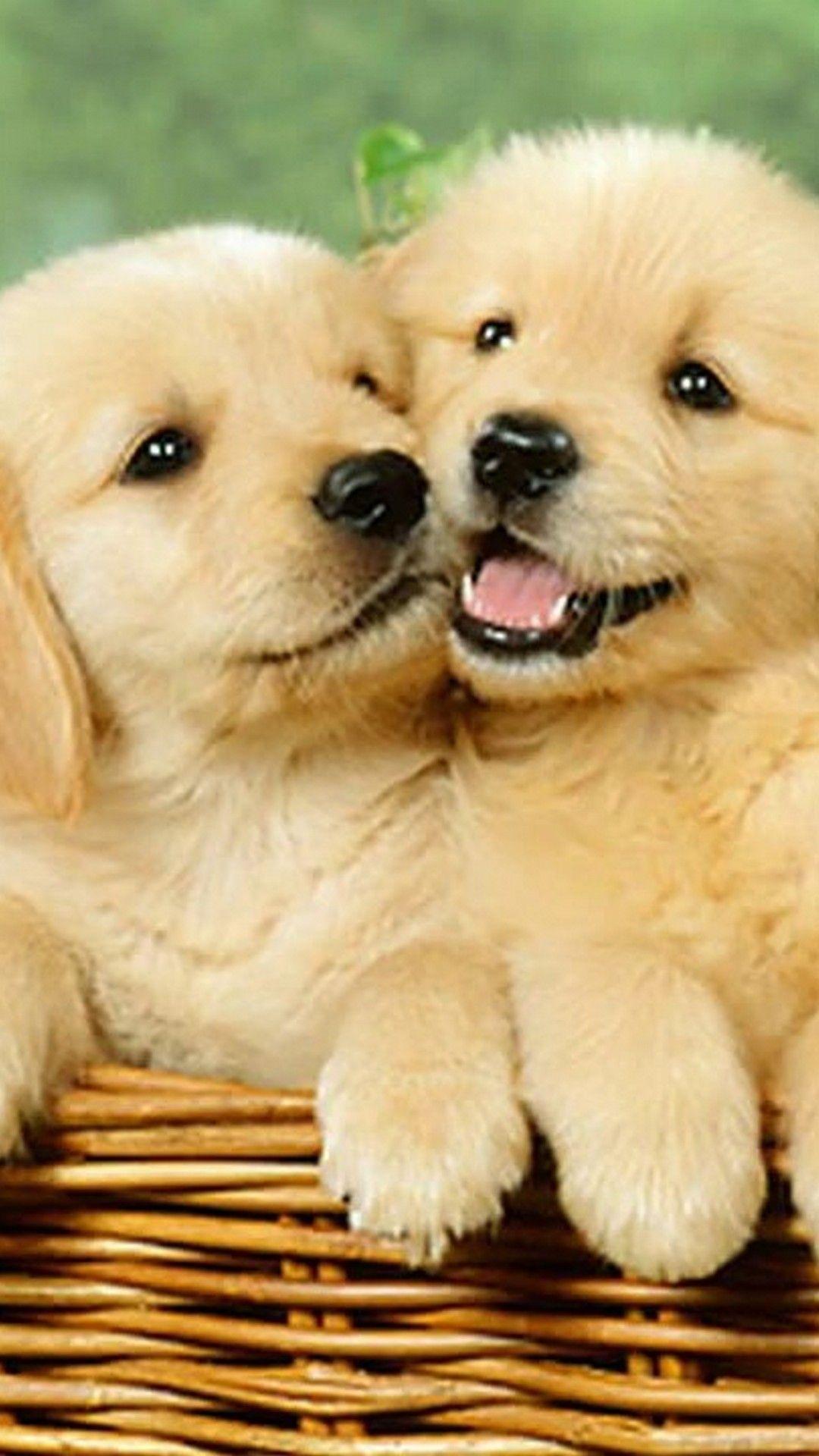 Cute Dog Phone Wallpapers