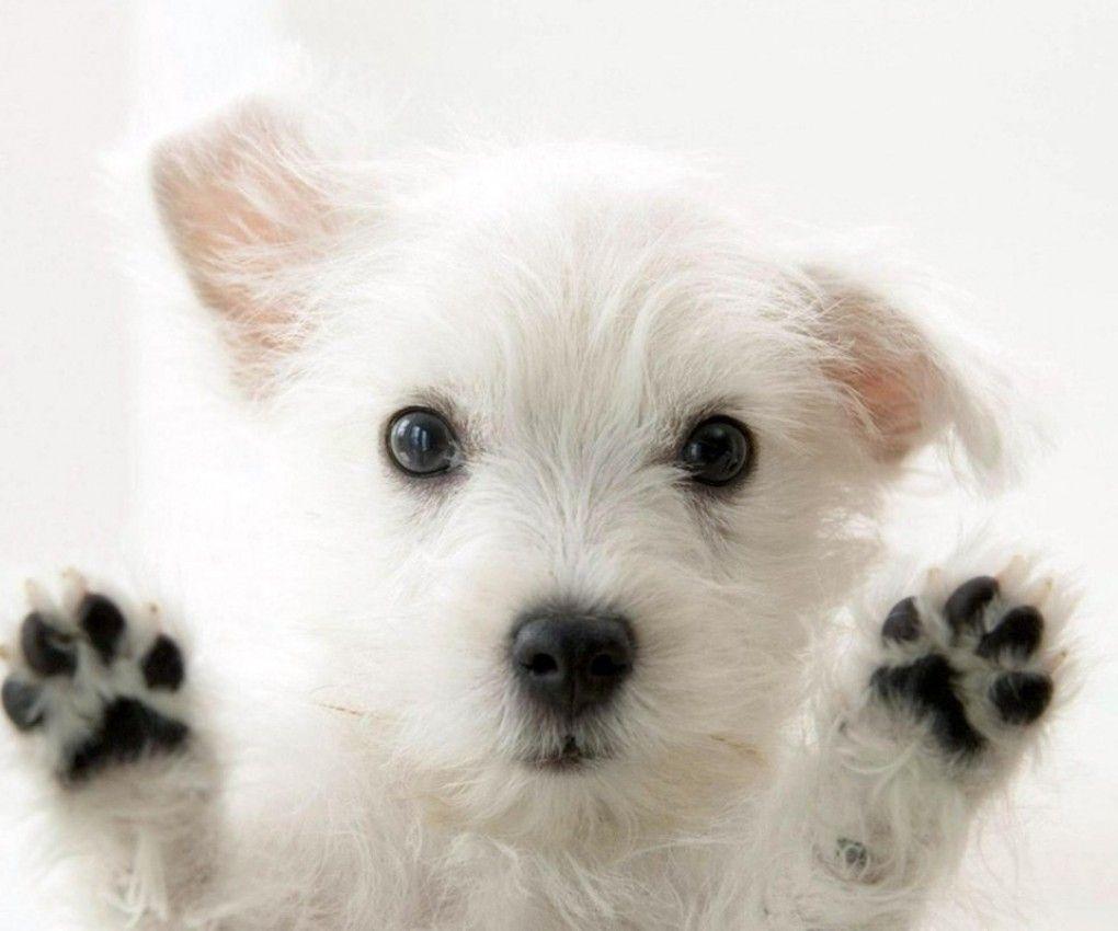 Cute Dog Phone Wallpapers