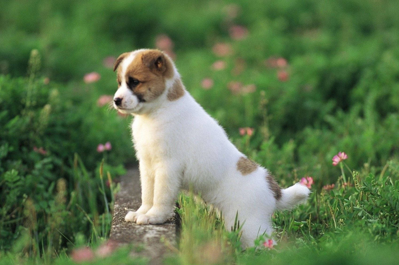 Cute Dog Phone Wallpapers