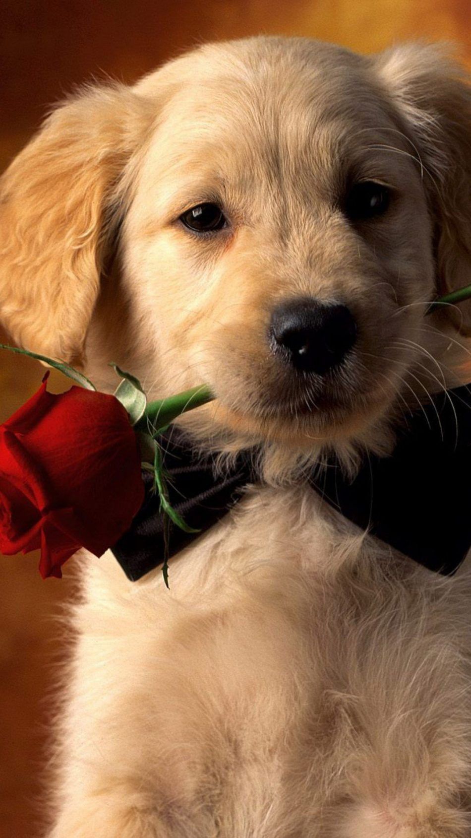 Cute Dog Phone Wallpapers