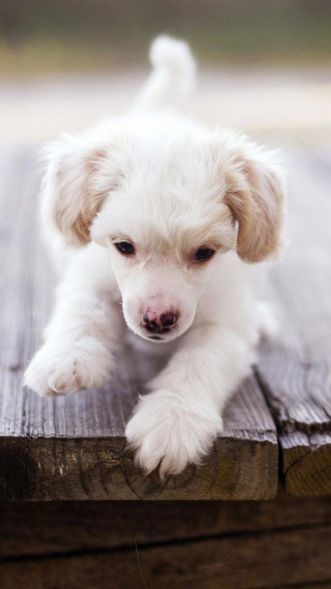 Cute Dog Phone Wallpapers