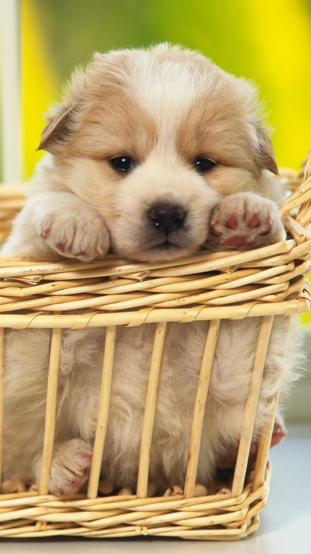 Cute Dog Phone Wallpapers