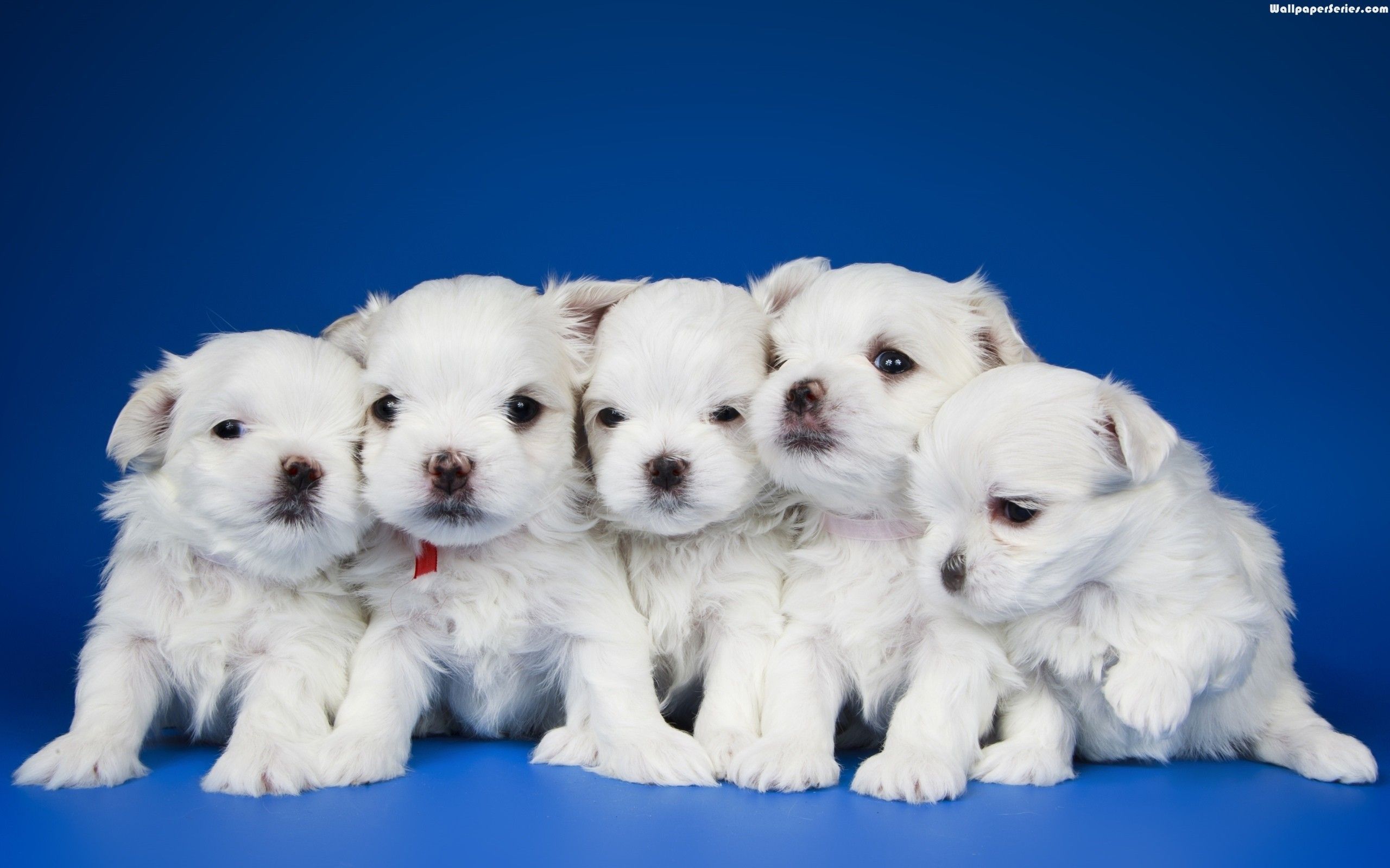 Cute Dogs And Puppies  Wallpapers