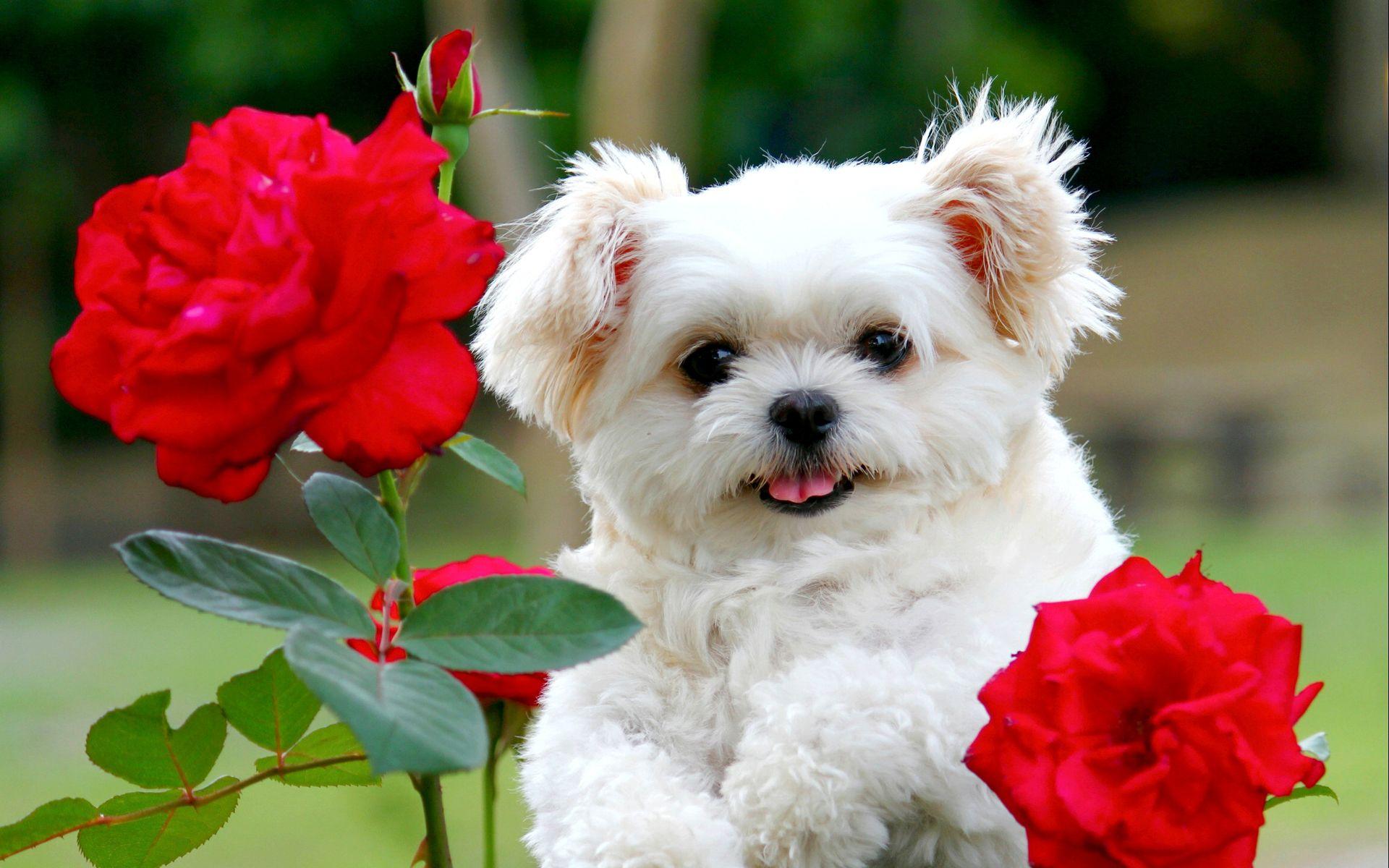 Cute Dogs And Puppies  Wallpapers